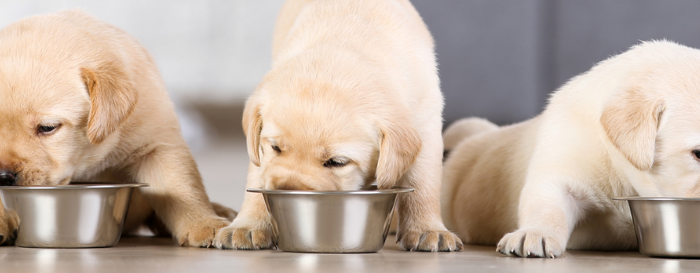 Industry report: Pet Food
